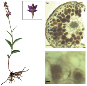 New paper on stable isotope signatures of orchid mycorrhizal fungi